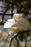 Sulphur crested cockatoo preening