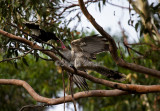 Baby channel billed cuckoo being fed by currawong