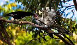 Currawong feeding channel-billed cuckoo