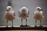 Three silver gulls 