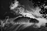 Sulphur crested cockatoo in flight in black and white