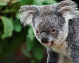 Koala close up