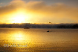 Dinghy leaving yacht in Paihia, Bay of Islands, New Zealand in morning mist