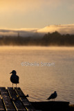Gulls at Bay of Islands in morning mist