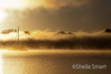 Yacht in rolling mist and trees 