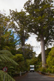 Our campervan and Kauri trees 