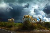 Pampas grass with clouds 