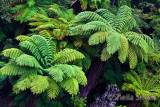 Tree ferns in Forgotten World Highway