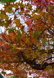 Japanese maple 