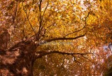 Liquidambar with autumn leaves