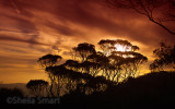 Trees in silhouette at sunset 