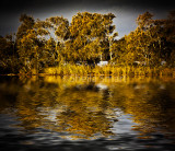 Narrabeen Lake with trees 
