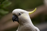 Sulphur crested cockatoo closeup