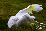 Sulphur crested cockatoo in flight