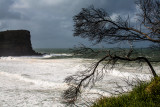 Tree at Avalon Headland with heavy surf