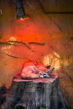 Fennec foxes under heat lamp