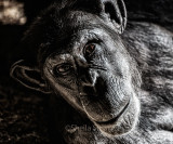 Male chimpanzee
