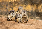 Meerkats in the sunshine