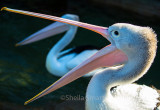 Australian white pelican with open bill