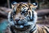 Sumatran tiger cub