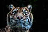 Sumatran tiger close up