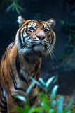 Curious sumatran tiger