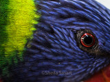Eye of rainbow lorikeet 