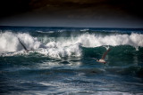 Surf and gulls 