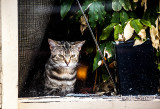 Kitten in window