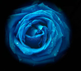 Blue rose - THIS IMAGE IS NOT TO BE DOWNLOADED