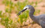 Heron with crab