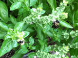 Basil and bumblebees