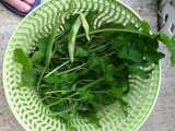 Arugula and cilantro