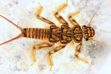 Beautiful Stone - Paragnetina immarginata
