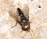 Metopia argyrocephala