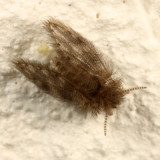 Psychoda sp.