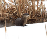 Northern River Otter - Lontra canadensis