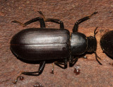 False Mealworm Beetle - Alobates pennsylvanica