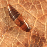 Tachyporus nitidulus