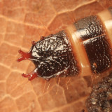 Click Beetle (larva) - Elateridae