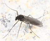 Orthocladiinae