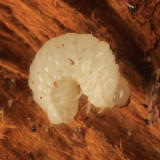 Byrrhodes tristriatus (larva)
