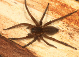 Sixspotted Fishing Spider - Dolomedes triton