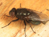 Black Blow Fly - Phormia regina