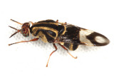 Stratiomyidae - Artemita cf. hieroglyphica