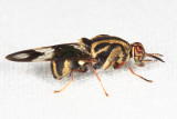 Stratiomyidae - Artemita cf. hieroglyphica