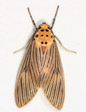 Phaeomolis lineatus