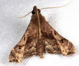 Faint-spotted Palthis - Palthis asopialis