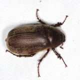 Melolonthinae