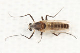 Chironomidae - Clinotanypodini